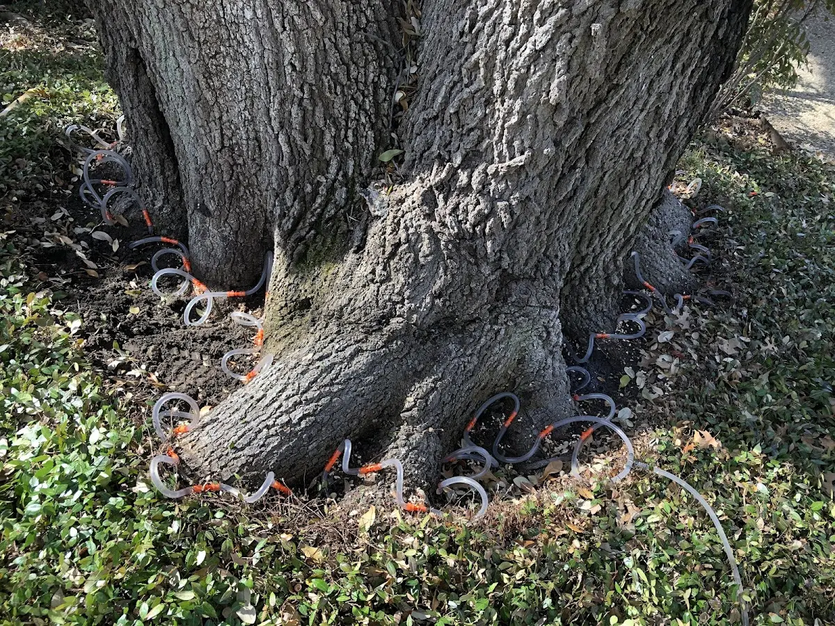 Detailed Shrub and Hedge Trimming job site in Cuney
