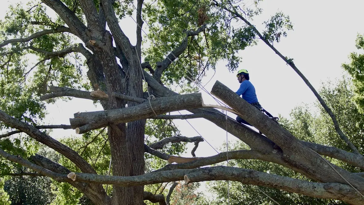 Professional Crown Thinning performed by certified arborists in Cuney