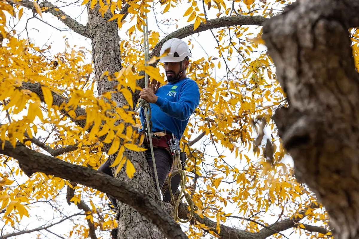 Skilled Tree Planting crew working in Cuney